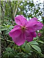 TF0820 : Rosa Rugosa by Bob Harvey