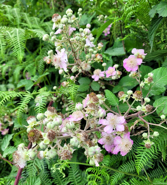 Bramble flowers and forming fruits