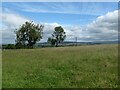 NY5026 : Trees along a fenced field boundary, near Tirril by Christine Johnstone