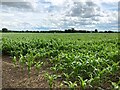 SK7042 : Field of Maize at Burrow Fields by Jonathan Clitheroe