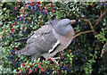 NT4936 : A juvenile wood pigeon eating berberis berries by Walter Baxter