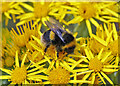 NT9952 : A bumble bee on a ragwort plant by Walter Baxter