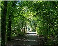 TQ5682 : Path in Whitehall Wood, Belhus Woods Country Park by Roger Jones