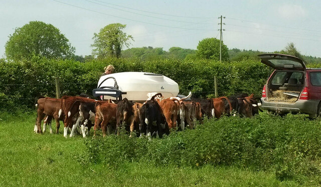 Cattle, Manor Farm