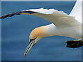 TA1974 : Northern Gannet at Bempton by David Dixon