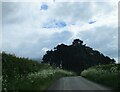 SE4786 : Wood  on  Pallet  Hill  with  Buzzard  soaring  over by Martin Dawes