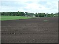 SJ8255 : Change of crop, south of Lawton Hall Farm by Christine Johnstone