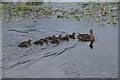 SJ9124 : A family of nine ducklings on Doxey Marshes by Rod Grealish