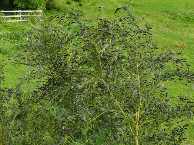 Broom seeds