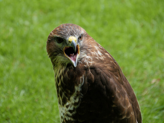 Eurasian Buzzard