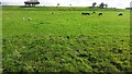 NY7315 : Cows and sheep in field on NE side of B6259 by Roger Templeman