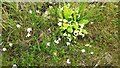 NY2624 : Primroses and wood anemone on verge of road SW of Ormathwaite by Luke Shaw