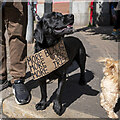 J3374 : Protesting dog, Belfast by Rossographer