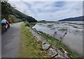 SH6516 : Heading south along the Mawddach Trail by Mat Fascione