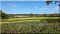 SO6929 : Oil Seed Rape Field at Pithouse Green by Sandy Gerrard