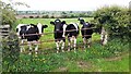 NY2949 : Cows in field at north side of road at Rosewain Farm by Luke Shaw