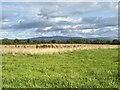 NY4362 : Field near Park View by Adrian Taylor