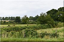  : Warrbridge: Two fields and the edge of Cook's Lane Wood by Michael Garlick