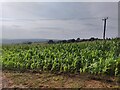 SO7977 : Maize crop next to Hoarstone Lane by Mat Fascione