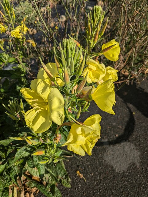 An evening-primrose