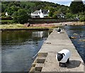 NS0242 : Arran - Corrie - Sheepy bollards by Rob Farrow