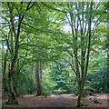 TQ3995 : A walk in Epping Forest Sept 2024 (3) by Roger Jones