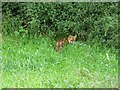 SO9194 : Fox in the Grass by Gordon Griffiths