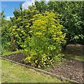 SP2966 : Yellow-flowered plants, Warwick by Robin Stott