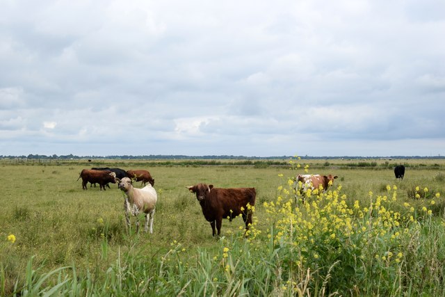 Neighbourhood cows...