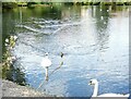 NS5575 : Swans at Tannoch Loch by Gerald England