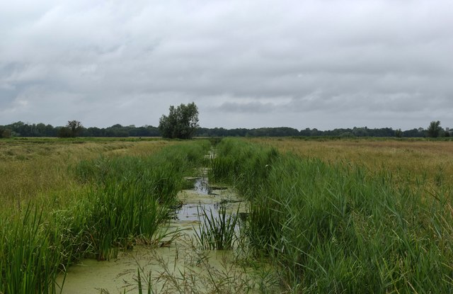 Field boundary, Norfolk Broads style