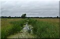 TG4404 : Field boundary, Norfolk Broads style by Bill Harrison