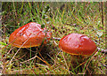 NJ4258 : Fungi by Anne Burgess