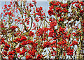 NJ4661 : Rowan Berries by Anne Burgess