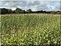 SJ3242 : Field of maize by John H Darch