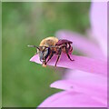 TQ8833 : Yellow-legged Mining Bee by Phil Brandon Hunter