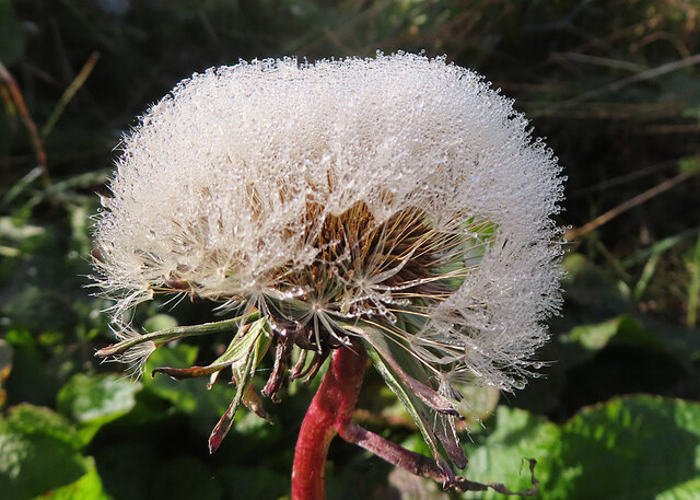 Dandelion Head