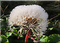 NJ9341 : Dandelion Head by Anne Burgess