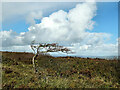 G7511 : Windblown Bush by kevin higgins