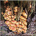 NJ2430 : Fungi in a Stump by Anne Burgess