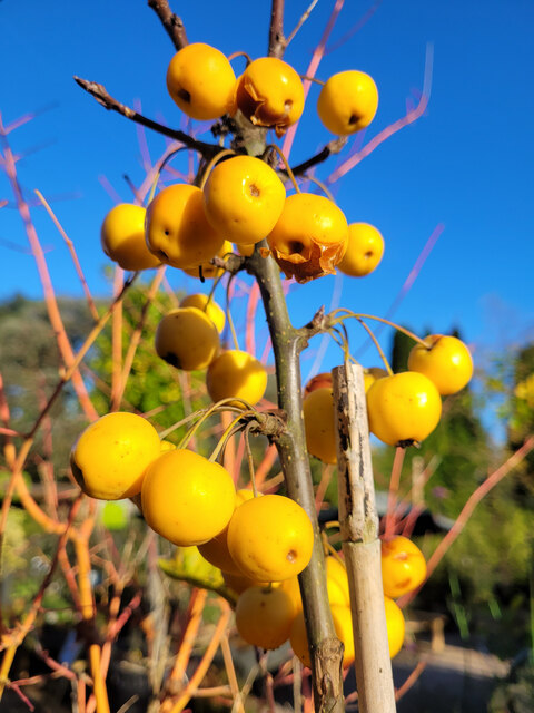 Malus 'Golden Hornet'