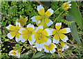 NJ9366 : Douglas' Meadow Foam (Limnanthes douglasii) by Anne Burgess