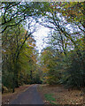 TQ4196 : Autumn Colours, Three Forests Way, Epping Forest  by Roger Jones