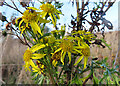 NS9681 : Ragwort (Jacobaea vulgaris) by Anne Burgess