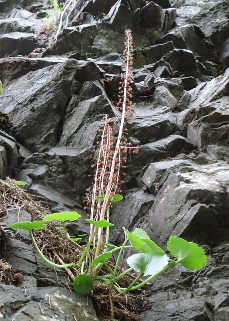 Navelwort (Umbilicus rupestris)