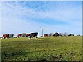 SK4242 : Wind turbine behind a field of cows by Ian Calderwood