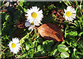 NT2962 : Daisies (Bellis perennis) by Anne Burgess