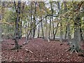 SU7791 : Autumn leaves, Hanger Wood, Fingest by Simon Mortimer