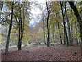 SU7791 : Autumn leaves, Hanger Wood, Fingest by Simon Mortimer