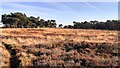 SD9143 : View towards Kelbrook Wood from moorland path on Kelbrook Moor by Roger Templeman